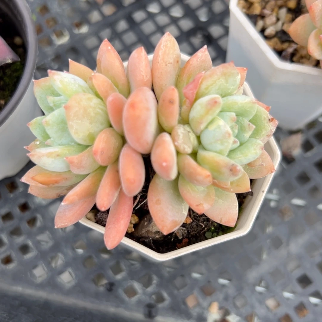 冷香（满38包邮）多肉