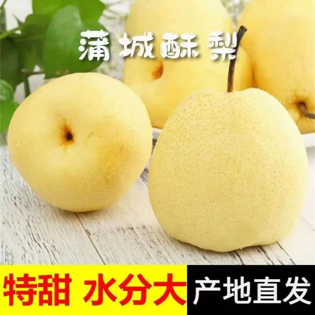 梨子2025正宗陕西蒲城酥梨薄皮当季多汁新鲜水果现摘整箱批发