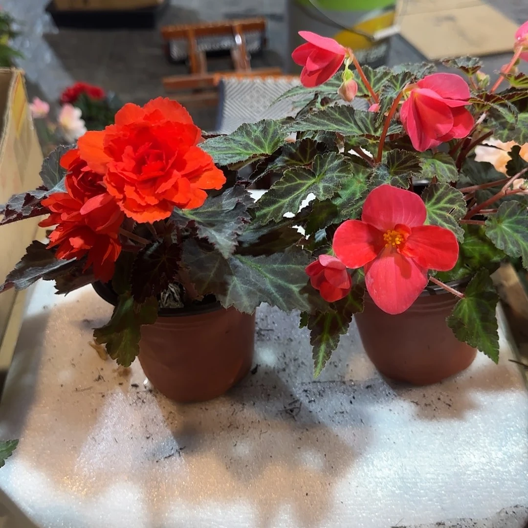 130杯珊瑚➕初吻球根海棠