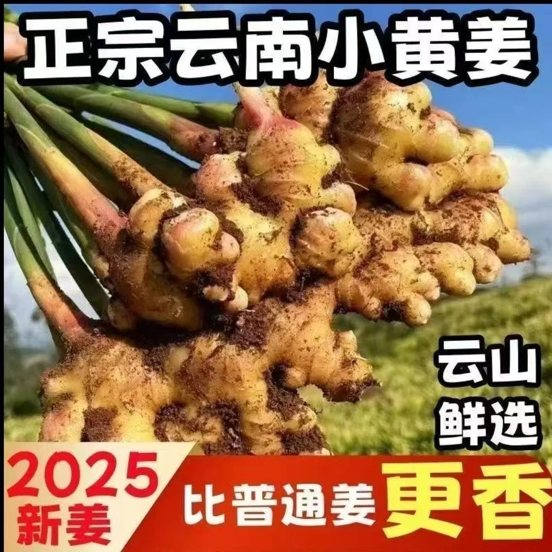 云南高山土姜现挖现发1年姜土姜不清洗不熏硫磺3/5/9斤辛辣味十足