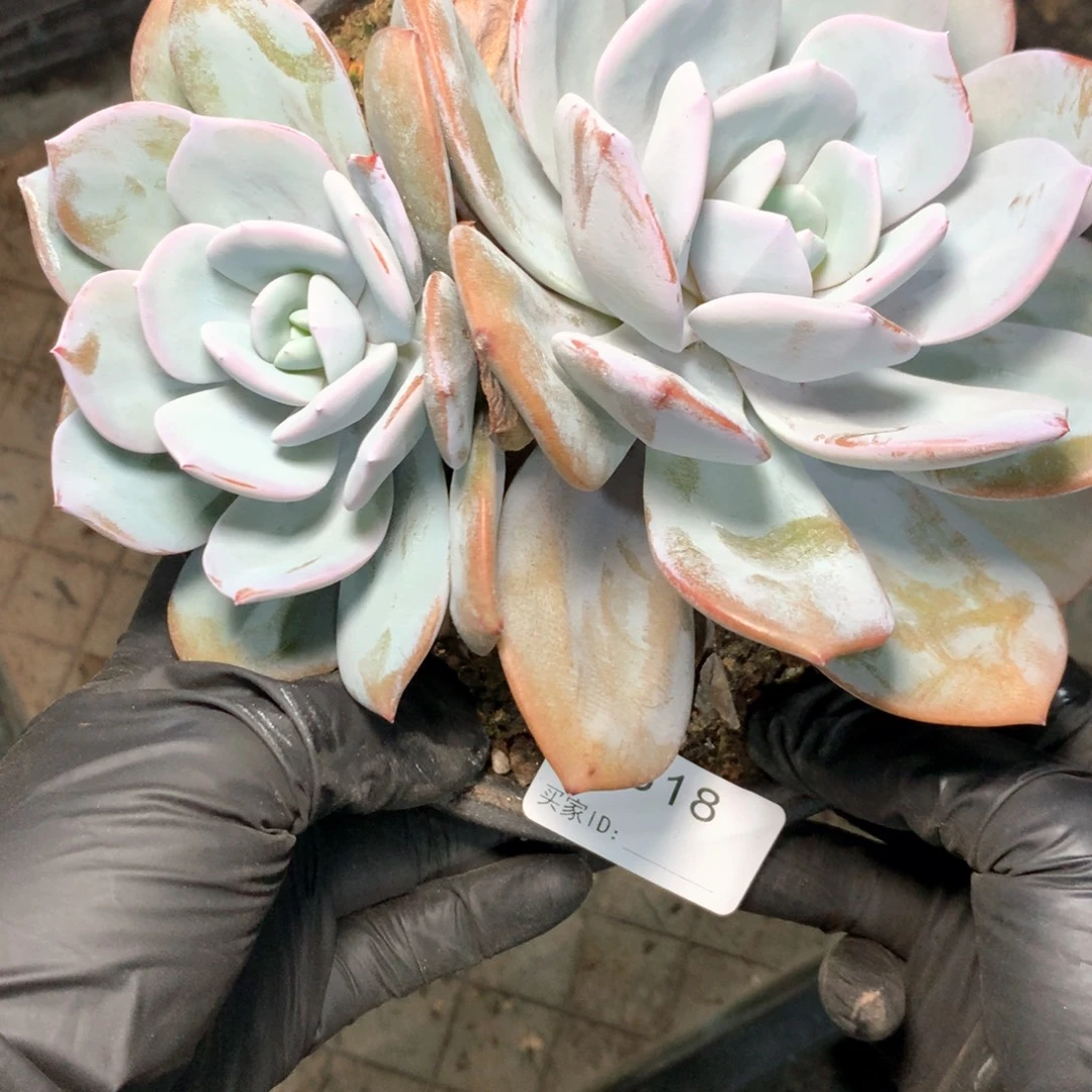 A618  售后范围，签收起7天内，不拍冷链不售后
