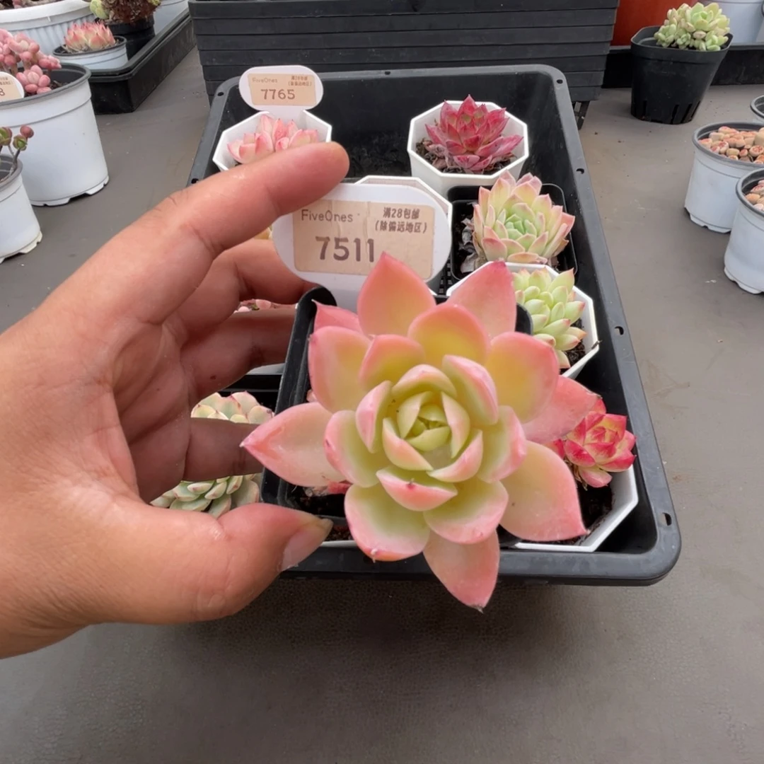 7511丝绸面纱4.5厘米