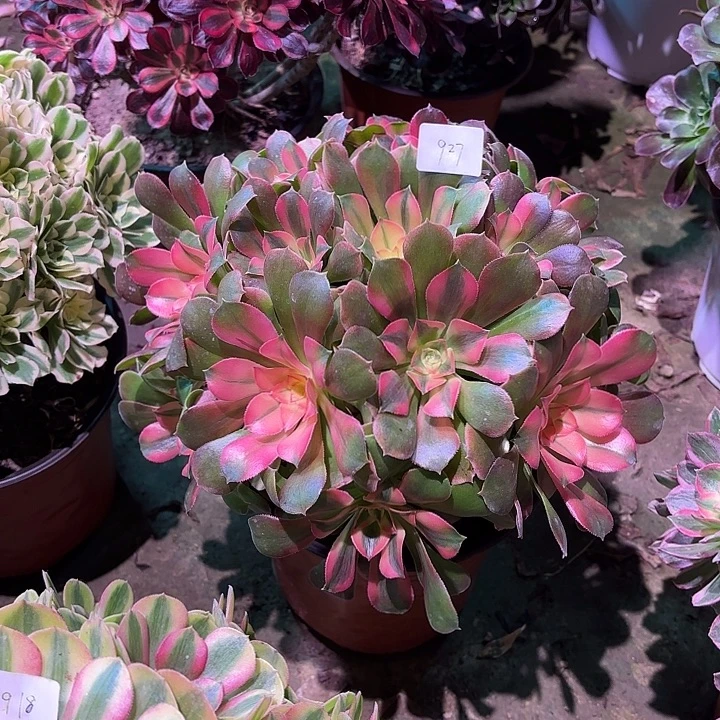 多肉植物香妃00927