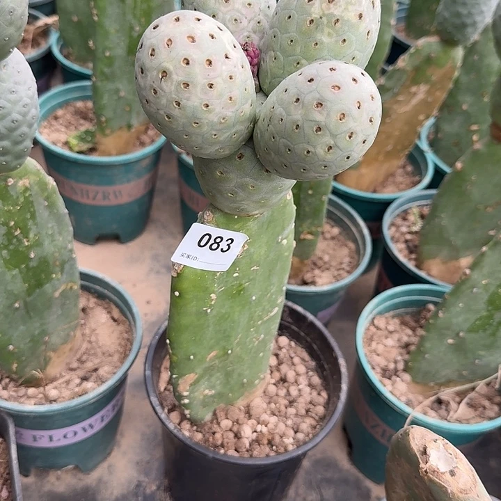 是***也精品超级月球坑083