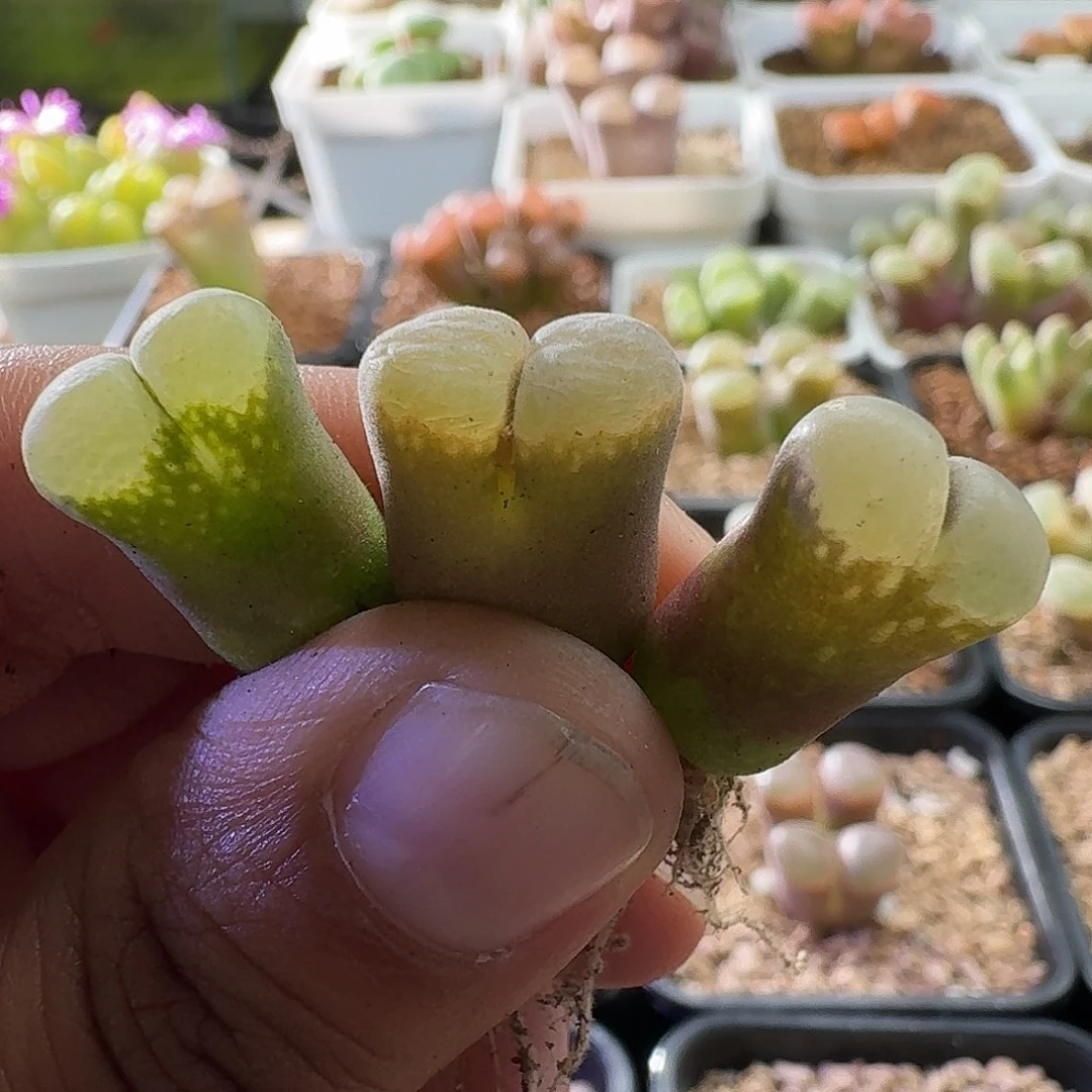 3颗风铃玉肉锥植物