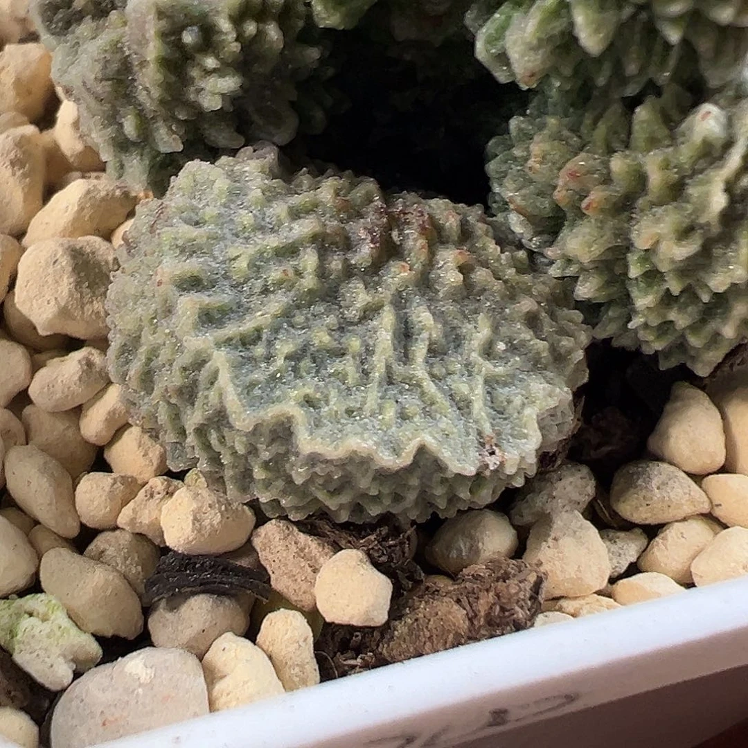 植***者植迷者专拍多肉植物水泡