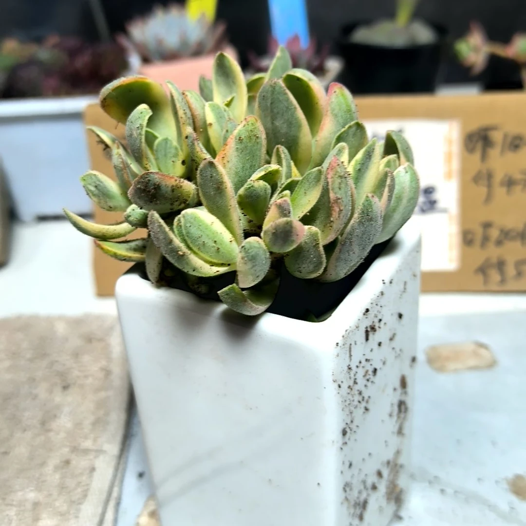 满6元包邮，#大颗朝霞锦多头