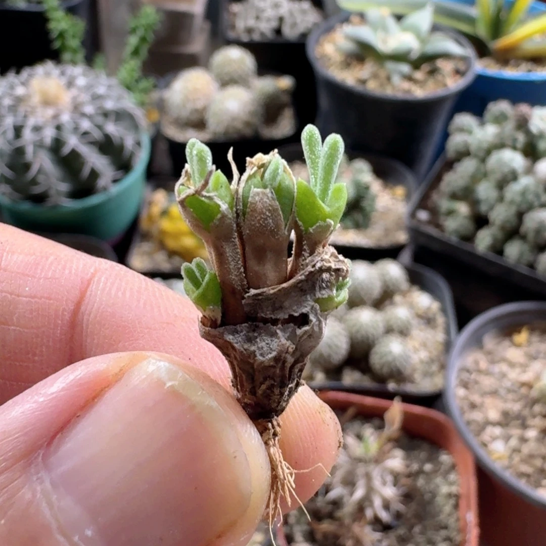 540碧光环脱土发货