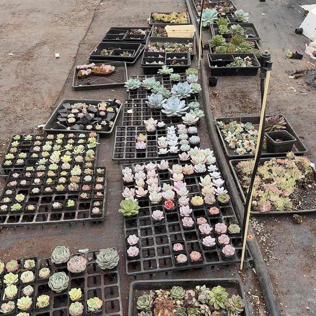 23-37退款混合七号箱子发货量拍