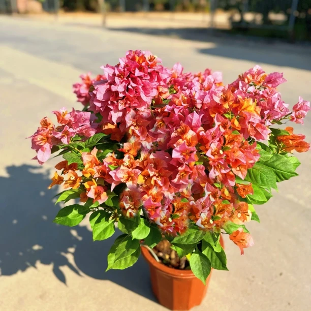 变色龙·a黄橙粉变色四季开花三角梅爬藤