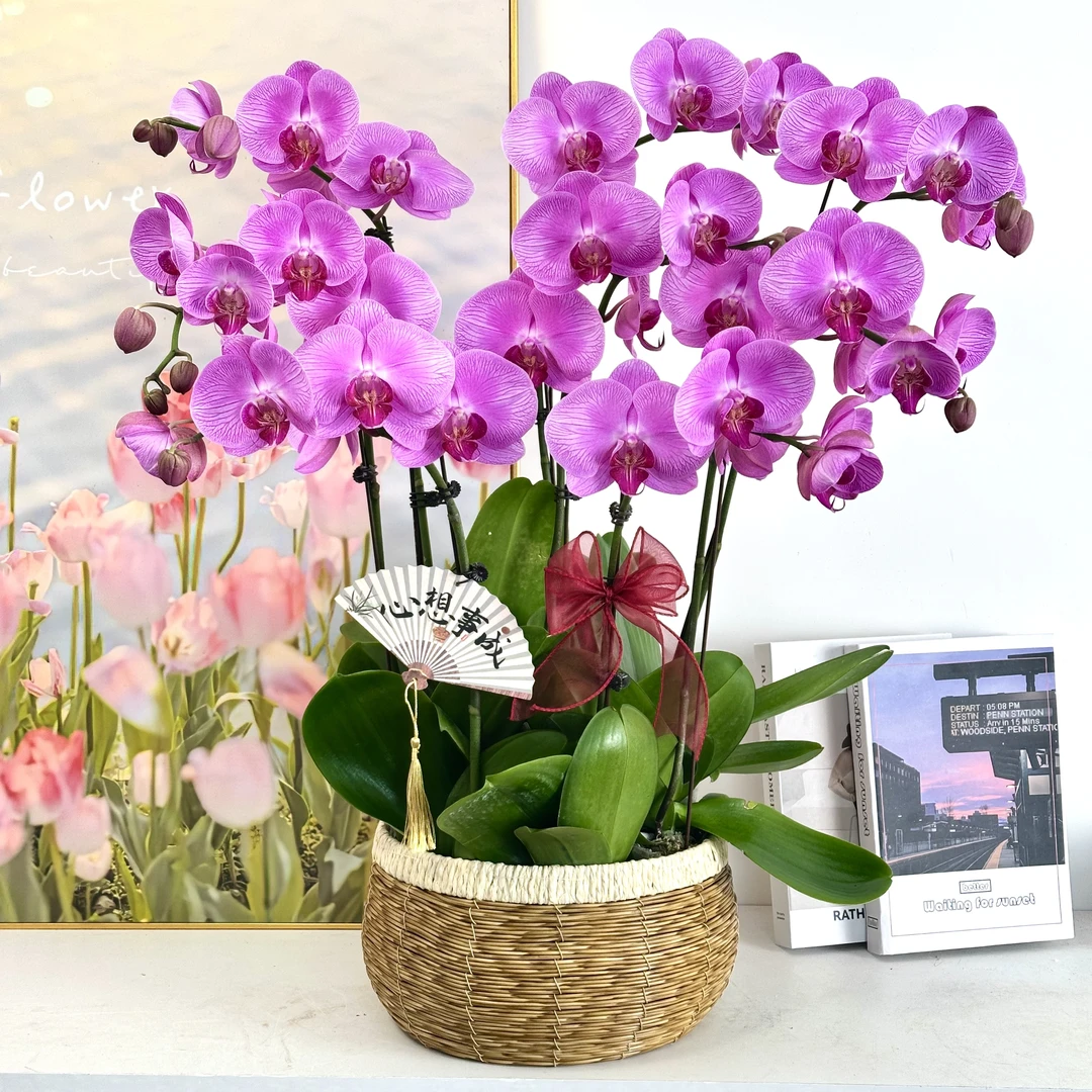 妗画【爱丽丝】蝴蝶兰鲜花精致组盆 开花株 室内绿植基地直发