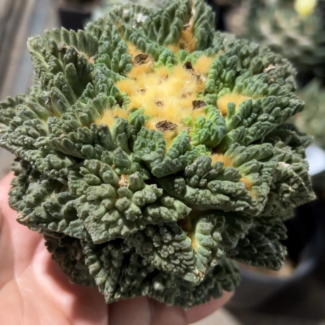 龟甲牡丹仙人球789