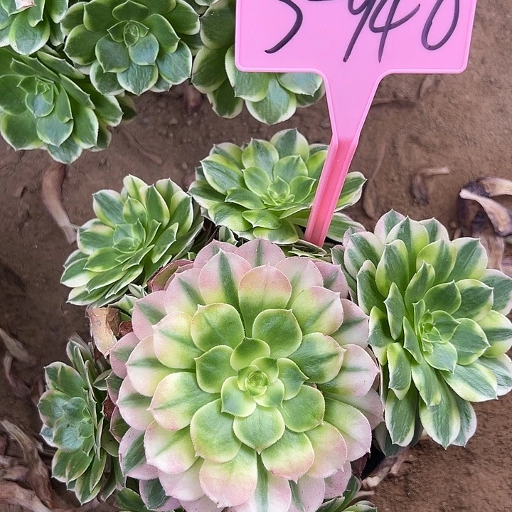 3-940海王多肉法师