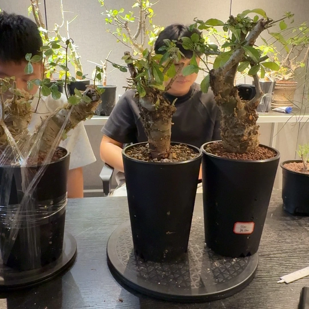 玛丽没药产地一个