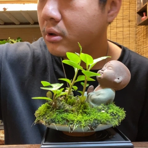 红陶一物一拍所见即所得133