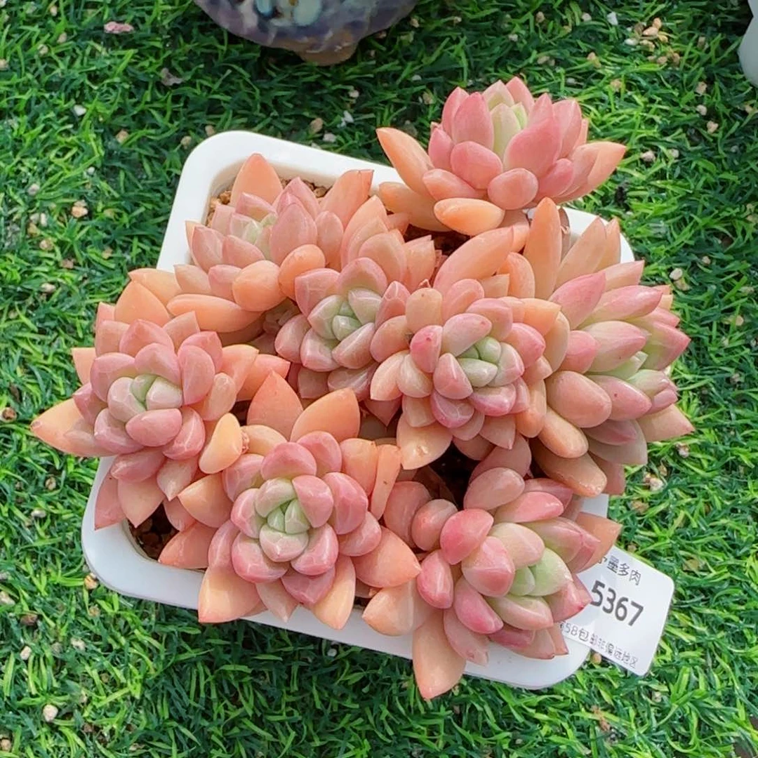 贵妃无砍，5367多肉植物