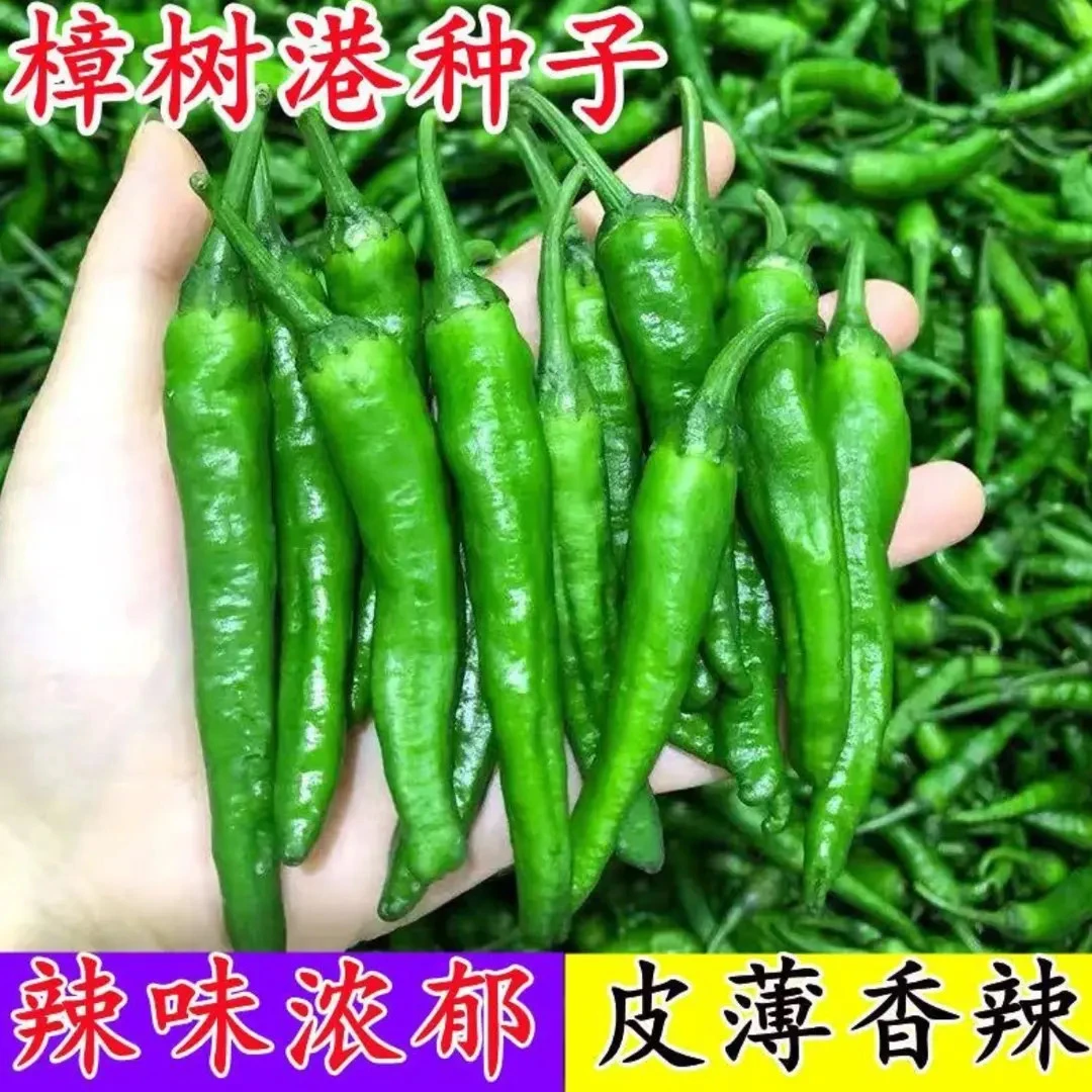 【樟树港辣椒种子】家庭阳台小院盆栽地栽四季种植