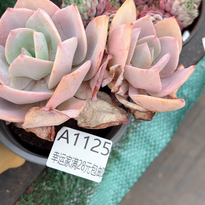 幸运的是我的朋友们都