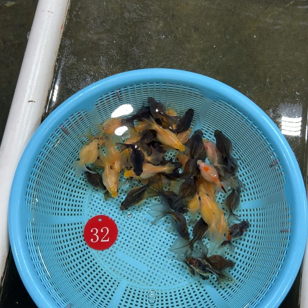 天***涯金鱼32号。 珍珠一盆。