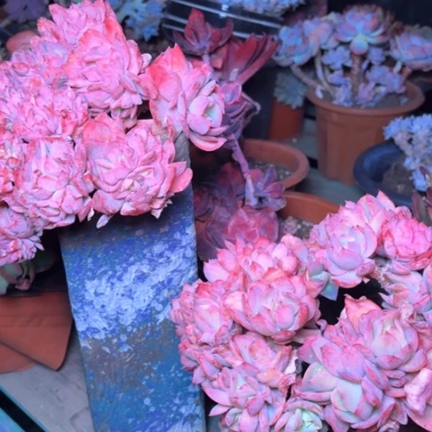 ?***?多肉植物的植物