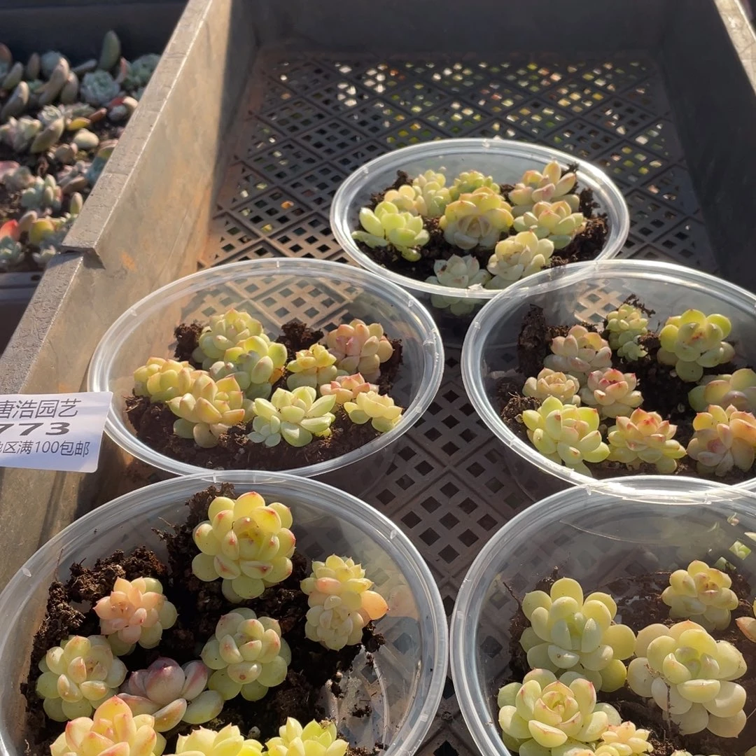 堇***优选子播混一物一拍773