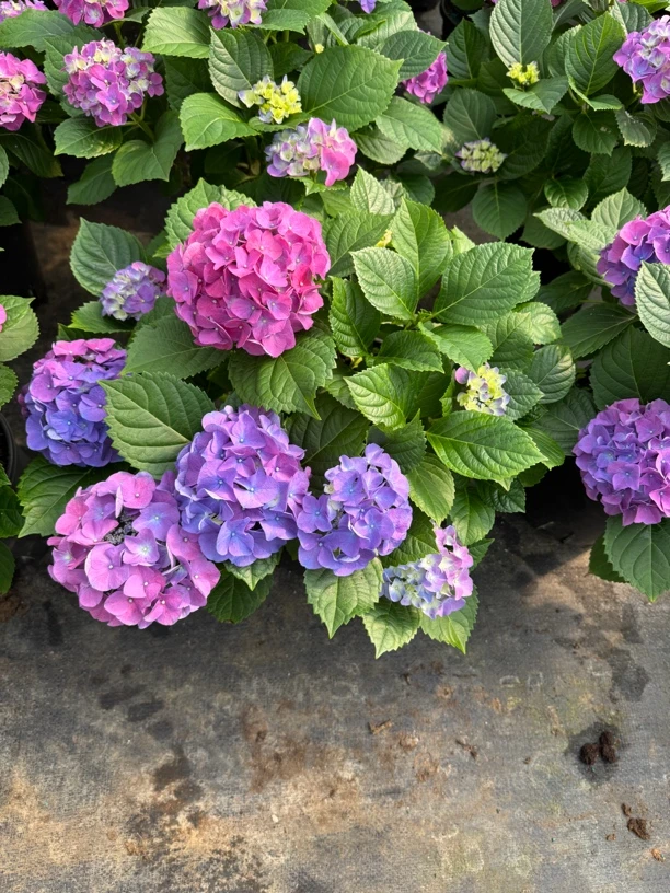 一物一拍绣球盆栽