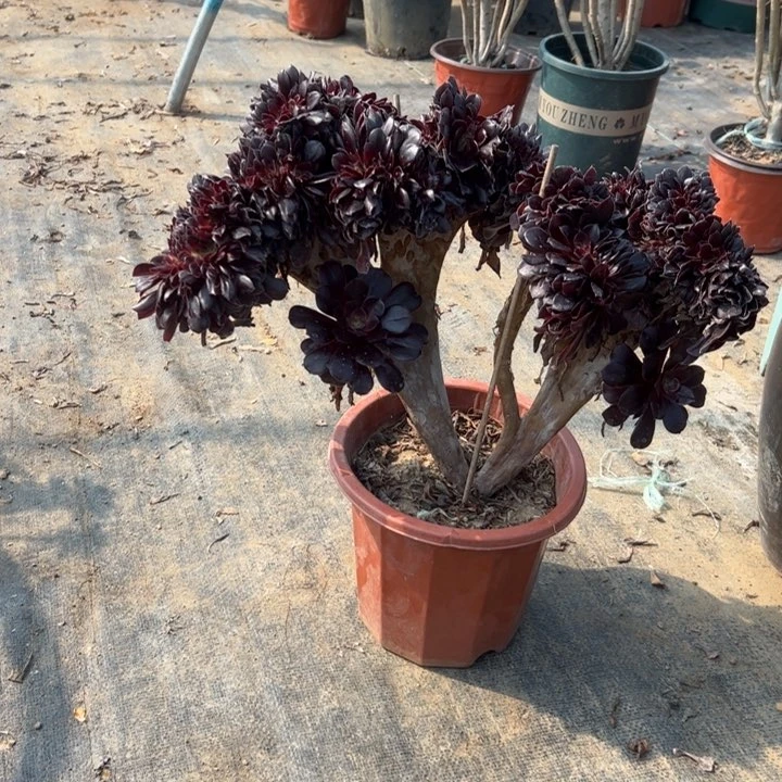 113欧紫多肉多肉多肉多肉