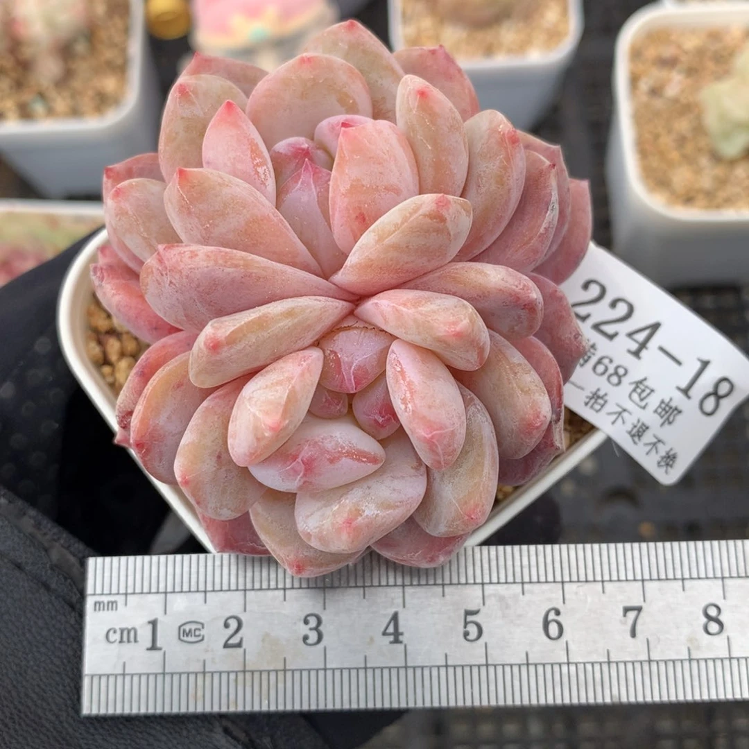 沙*18。星影橙。双心脱土发货。