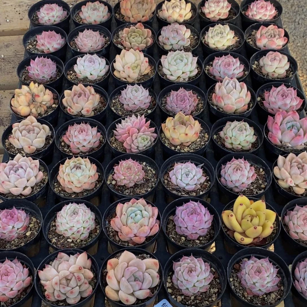 177多肉植物保护研究所所长助理