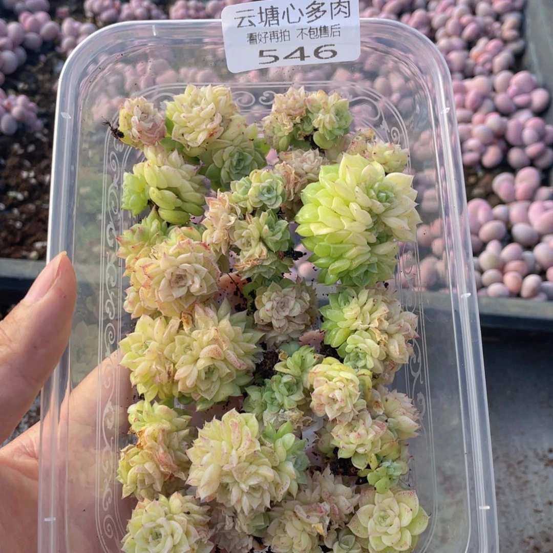 云糖心多肉植物546