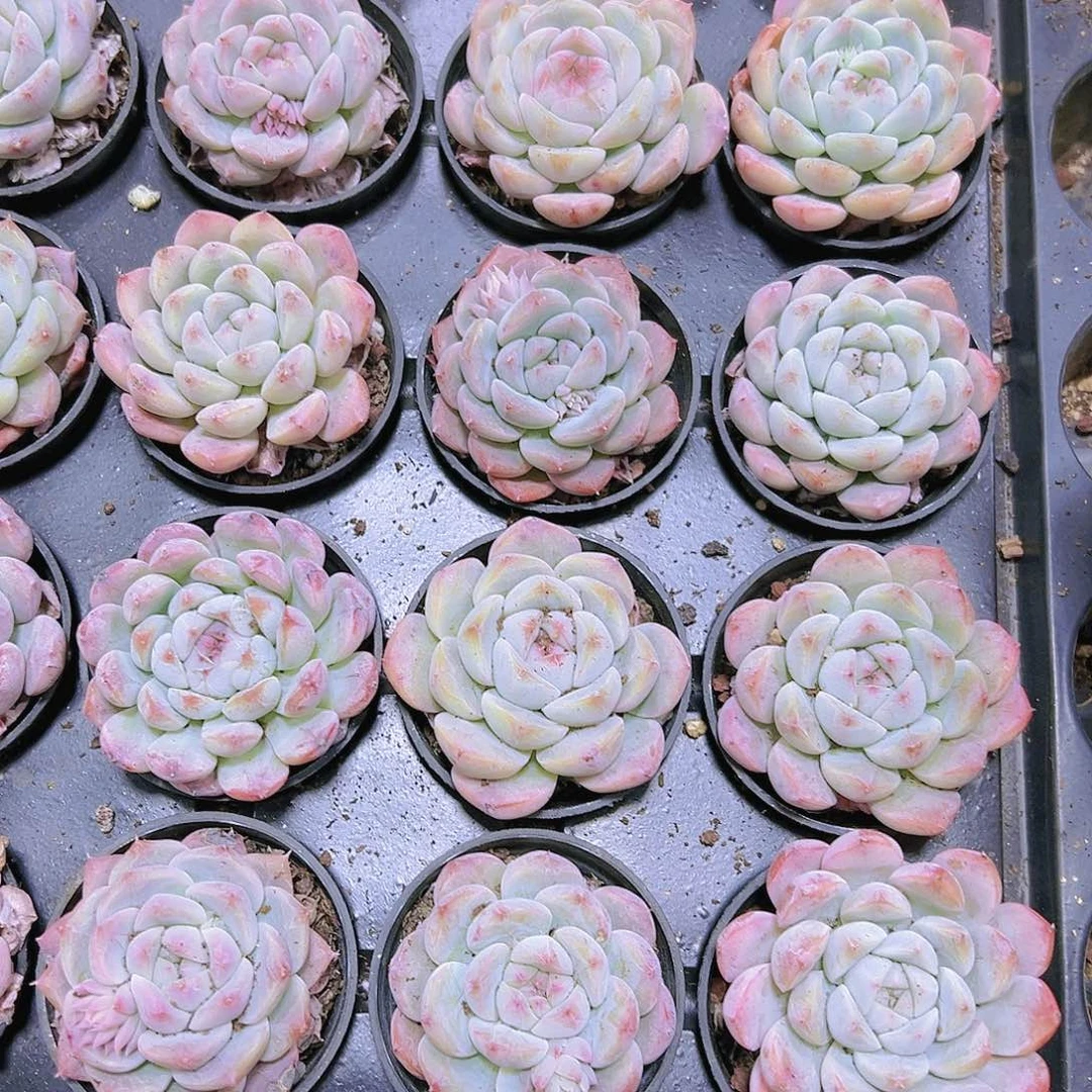 美梦带盆带土19包邮