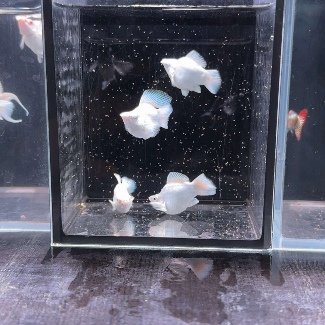 大***头孔雀鱼特价玛丽4条