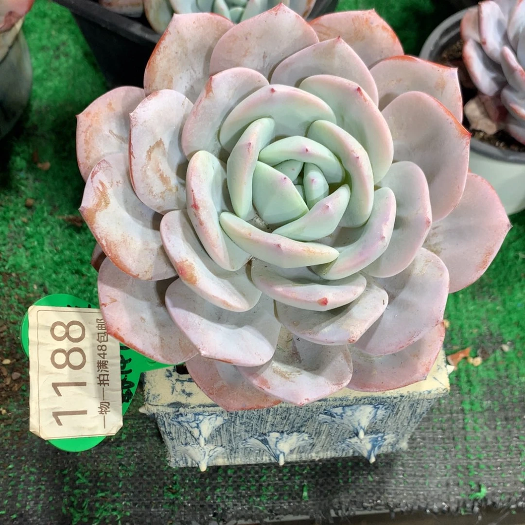 韩版奶茶老桩一物一拍