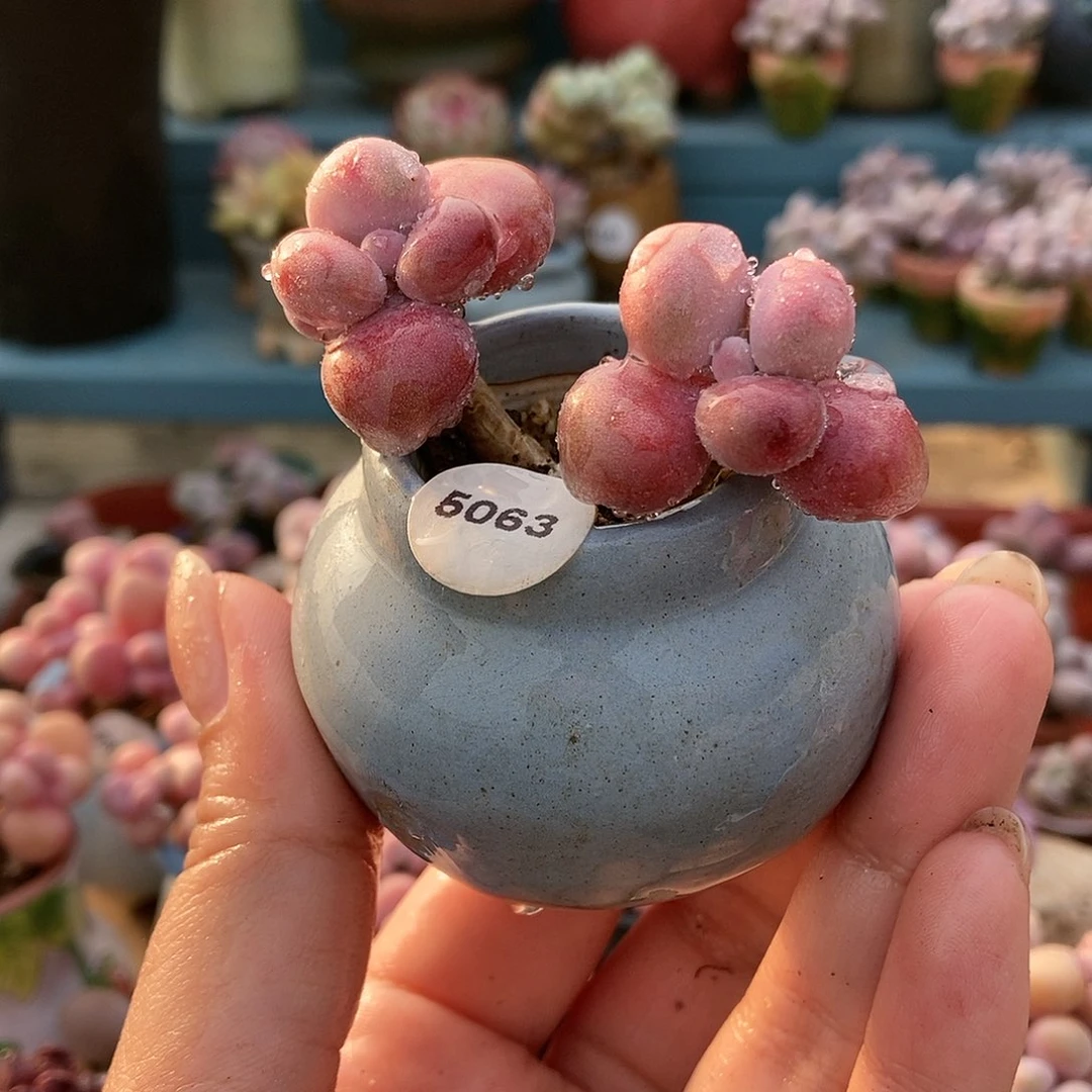 5063糖果腰子蛋带盆土