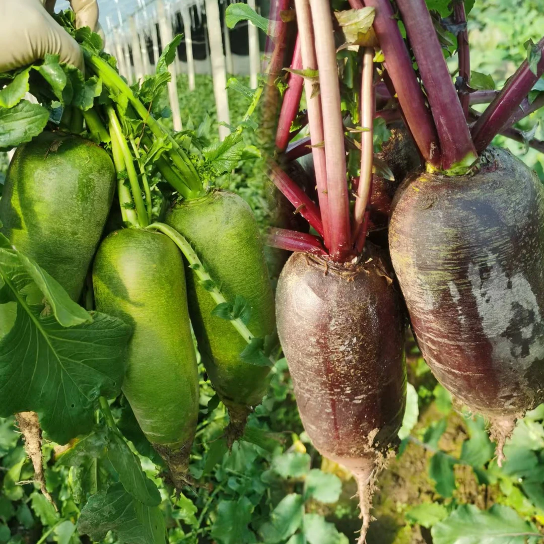 冯姐沙窝萝卜双拼（冰激凌＋水果萝卜）