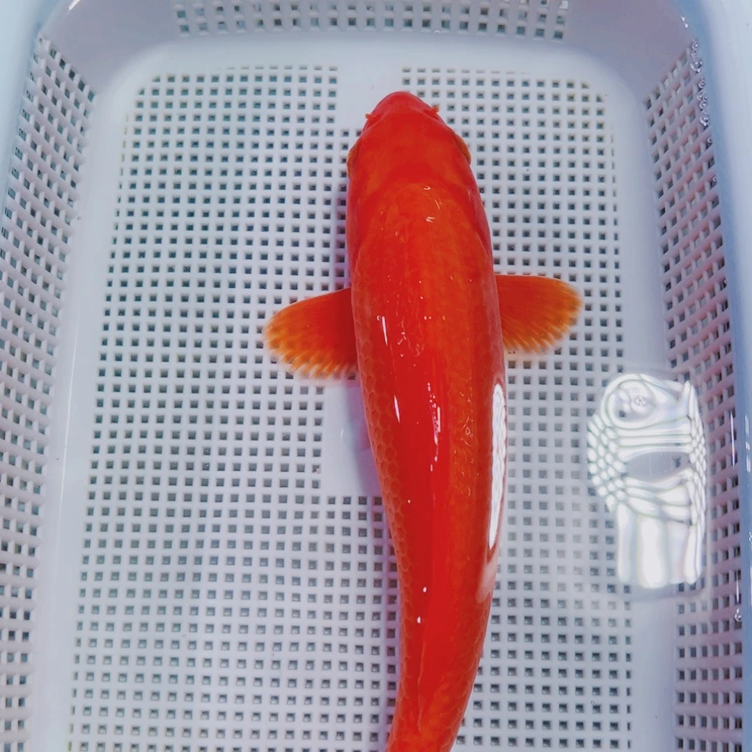 海水鱼锦鲤观赏鱼113