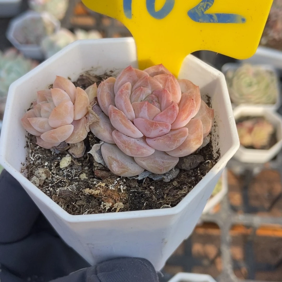 962冰魄多肉植物保护