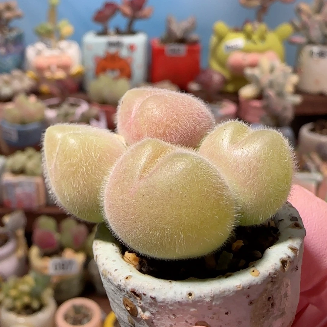 福利毛翠 盆口2.5cm 微瑕