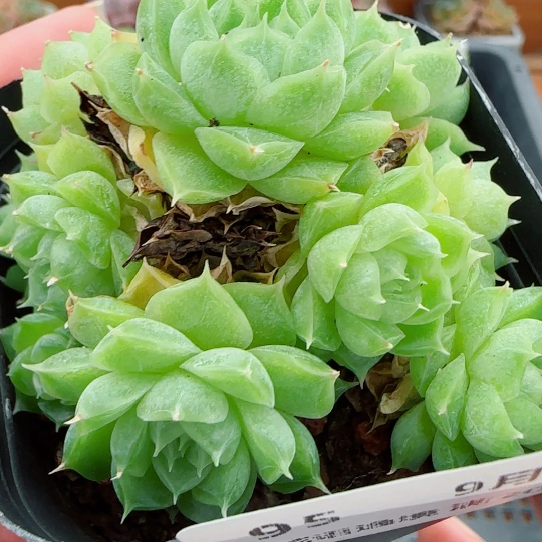 花语逸镜0919-95散