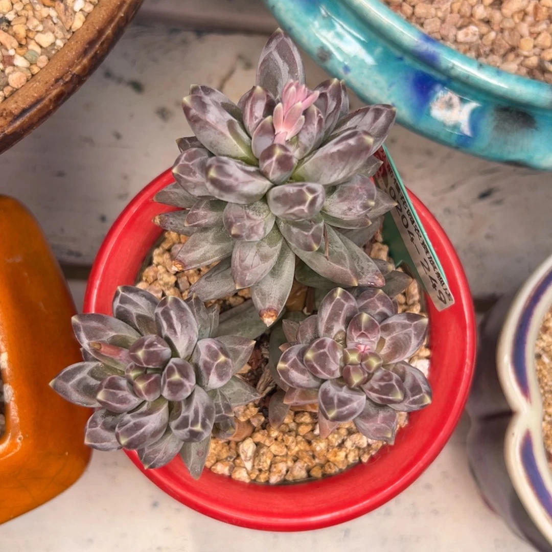 多肉一物一拍0204-249