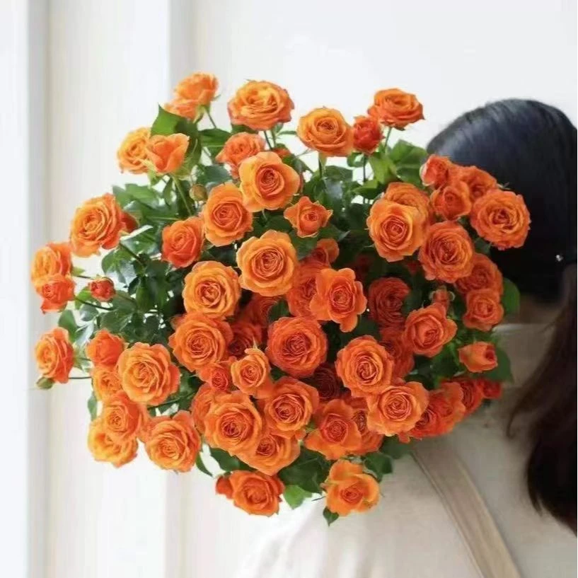 橙色芭比多头泡泡玫瑰芭比花材云南直发鲜切花花束