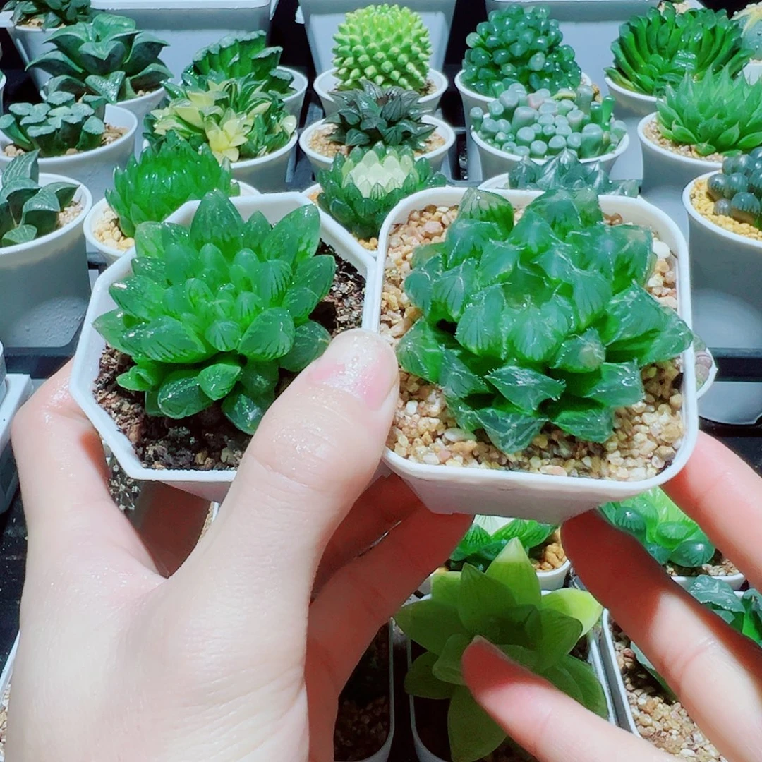 直播间，雪花玉露，冰魄玉露，9.9