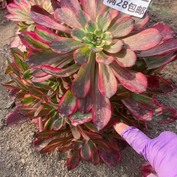 4811二号棚烟花多肉植物M