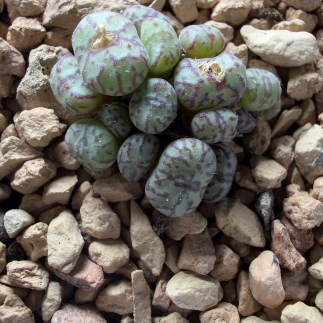 小s群生一颗066号