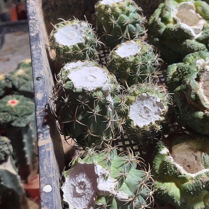 灰***扰苗接钢钉落地七棵