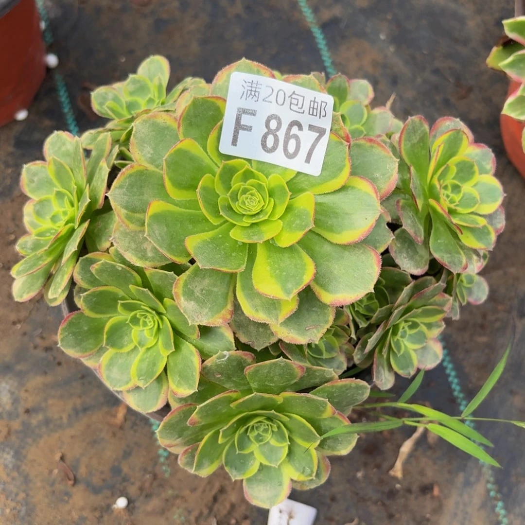 867多肉植物捧花的