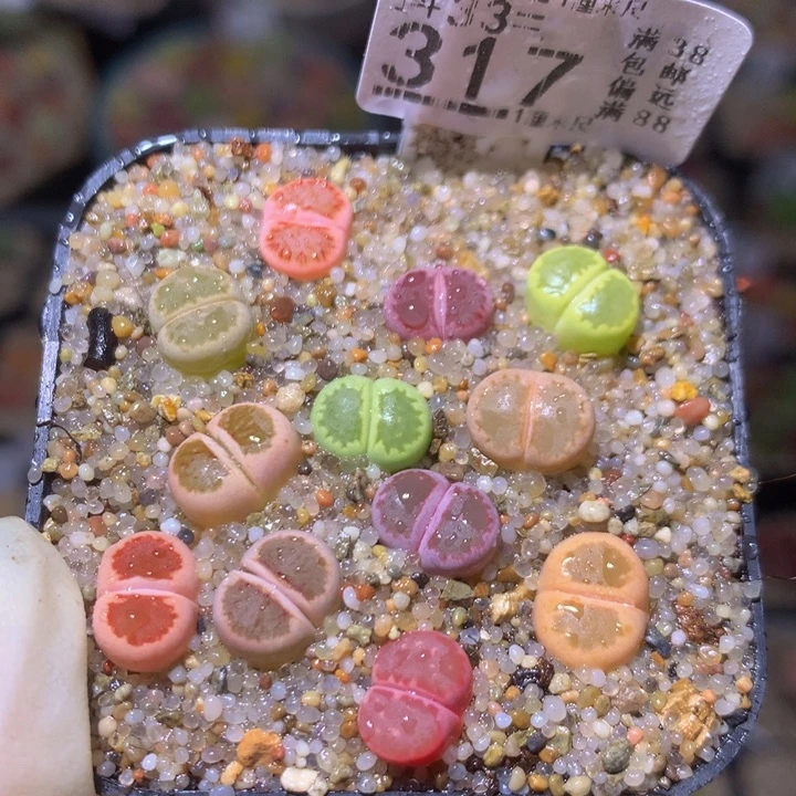 精品生石花33.317