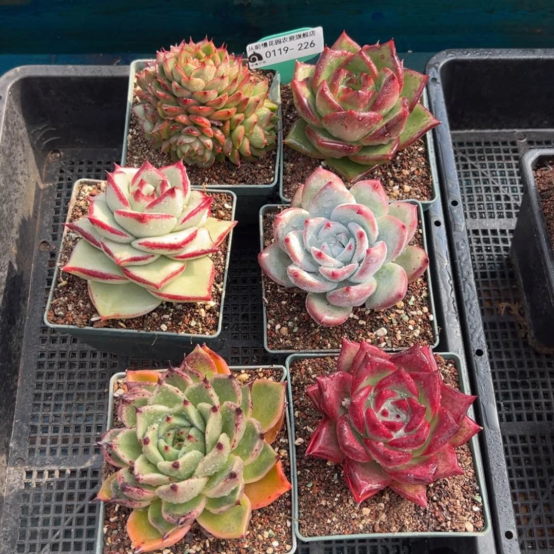 从前慢多肉精选编号0119.226