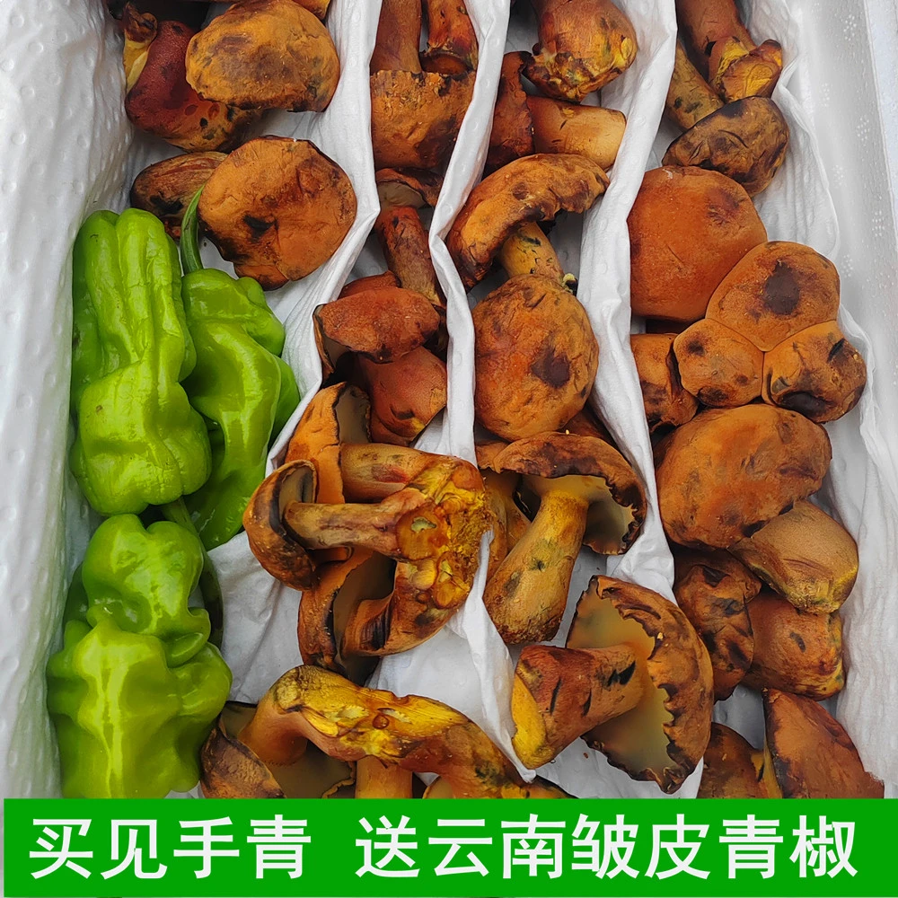 新鲜见手青牛肝菌非野生红葱云南特产食用蘑菇口感滑新品顺丰空运