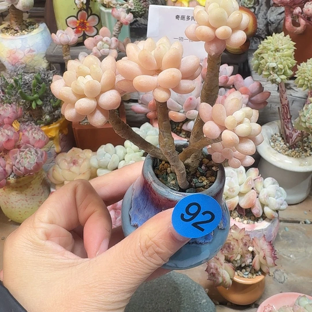 92 多肉含盆土 30元包邮非偏远